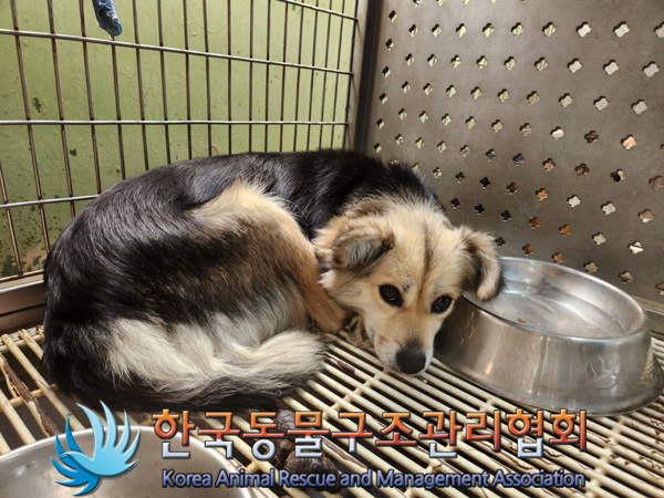 한국동물구조관리협회_441404202500004